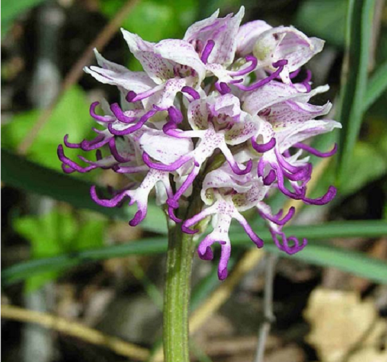 hoatuoi360-tim-hieu-nhung-loai-hoa-doc-la-tren-the-gioi-4